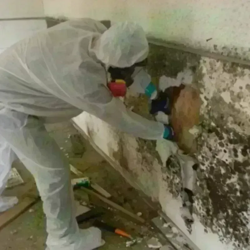 Mold Remediation and Removal in Garfield Heights, OH